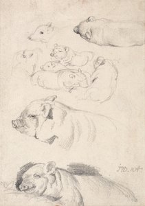 Studies van Varkens